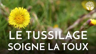 Tussilage  la plante antitoux [upl. by Zebedee971]