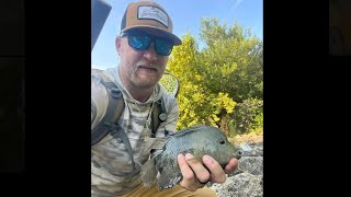 Fly fishing rio cichlids [upl. by Elleyoj281]