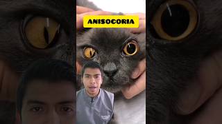 Anisocoria en los gatos 😱 vetlife [upl. by Tratner]