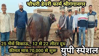 25 भैंसें बिकाऊ दुध 12 से 22 लीटर 25 buffalo for sale  Chaudhari Dairy Farm Sri Ganganagar Raj [upl. by Anniram]