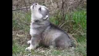 Husky Puppies Howling [upl. by Berman563]