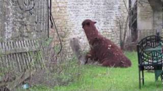 Alpacas mating [upl. by Shae]