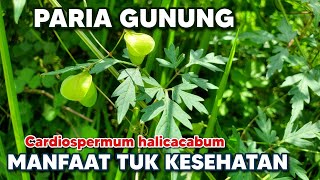 MANFAAT PARIA GUNUNG TUK KESEHATAN ‼️ Cardiospermum halicacabum pariagunung lesser balloon vine [upl. by Akerdna904]