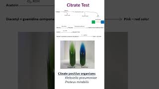 Citrate Utilization Test [upl. by Oremodlab123]