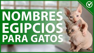 😺 Los Mejores Nombres Egipcios para Gatos  Basados en los Dioses 😺 [upl. by Prosser]