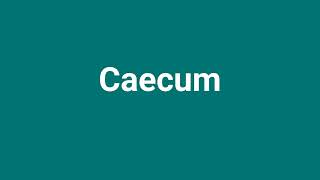 Caecum Meaning and Pronunciation [upl. by Iolanthe]