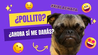 ¡INCREÍBLE reacción de un pug ante la comida [upl. by Olsewski]