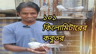 খোকন ভাইয়ের ১০১ কিলো থেকে আসা ৫টি কবুতর mspigeonloft pigeon vlog [upl. by Laersi]