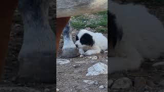 Griechenland Meteora Im Reitstall mit den Puppies dog travel [upl. by Esac]