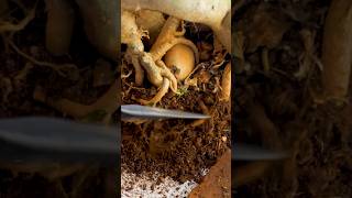 Save Adenium Plant from Rain  Adenium Repotting shorts adenium shortsvideo youtubeshorts [upl. by Airdnassac]