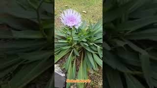 Stokes Aster Stokesia laevis large showy fragrant lavender attractive flowers butterfly attractor [upl. by Iew73]