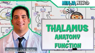 Neurology  Thalamus Anatomy amp Function [upl. by Naig]