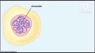 Chromatin and chromosome [upl. by Dan]