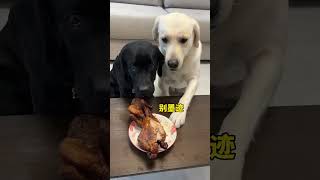 Dog meat is smelly I wont eat it When you have a greedy puppy Im not a human but you are a [upl. by Hgielhsa]