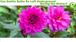 Can Dahlia Bulbs Be Left Underground During the Winter [upl. by Albin]