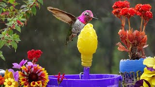 Hummingbird on an EGG How to Make a Solar Powered Water Fountain w Easter Basket Portable Bird Bath [upl. by Curtice]