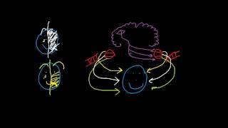 Bells Palsy vs Upper Motor Neuron Lesion [upl. by Bonnice]