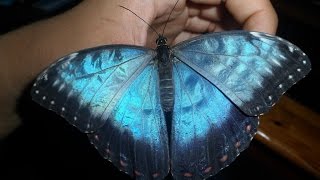 Blue Morpho butterfly Morpho peleides [upl. by Tsirc416]