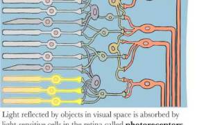 Visual Receptive Fields [upl. by Akehsay996]