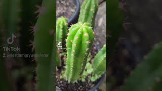 quotOgun x Tungoquot Pachanoi seedlings trichocereus cactus plants gardening cacti [upl. by Cly]