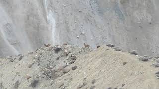 himalian ibex in shimshal Pakistan [upl. by Anaderol]