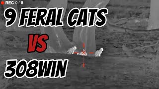 9 Feral Cats Do They Have 9 Lives Secret  No They DONT hunting shooting pestcontrol notpets [upl. by Dualc]