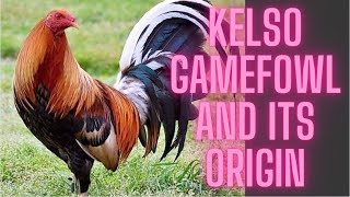 Kelso gamefowl and its origin [upl. by Iadam]