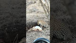 Leopard Plucks Fur from Its Prey [upl. by Siwel]