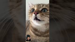 kitten meowing attract cats funny cat meowing [upl. by Lrad]