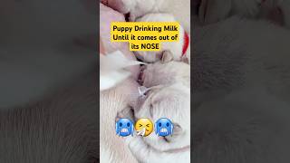 Heartwarm Moment ♥️♥️ Puppy so Excited drinking milk that it comes out of its nose shorts puppy [upl. by Enitsuj350]