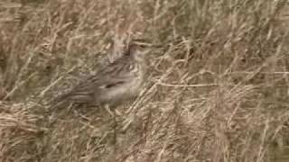 Woodlark Lullula arborea Hedelærke [upl. by Uol]