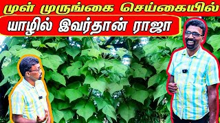 முள்முருங்கை தோட்டம் மூலம் இவ்வளவு இலபமா  Erythrina Veriegata farming jaffna [upl. by Ardeha734]