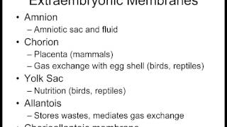 Lecture 11 ExtraEmbryonic Membranes [upl. by Bortman699]