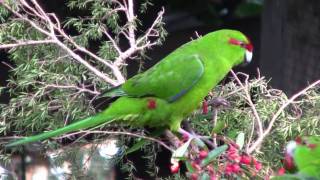 KakarikiNew Zealand Red Crowned ParakeetCanon HF10 [upl. by Norreg707]