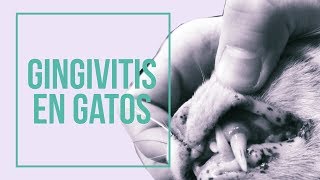 Cómo prevenir la gingivitis en gatos 😸 😷 Mantén sus encías SANAS [upl. by Everard]