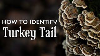 How to Identify Turkey Tail Mushrooms  and distinguish from false lookalikes [upl. by Ynnavoj]