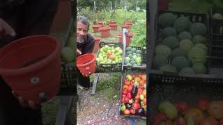 Grow 300 lbs  Food survival kit Watermelon Eggplant Tomato Squash garden [upl. by Heyra]