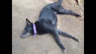 Epilepsia canina en tiempo real [upl. by Valenka555]