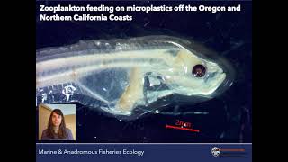 Zooplankton Feeding on Microplastics by Bolm [upl. by Yelsiap141]