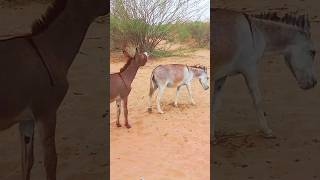 pets donkeys gadhe ytshort comment kicks [upl. by Fita]