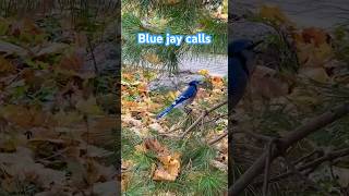 Blue jay calls and close view wildlife nature bluejays [upl. by Greenburg]