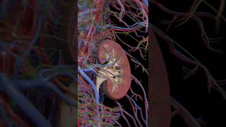 Explore Kidney Structure Internal View Animation  Biology Insights biologyanatomy biology [upl. by Hazrit417]