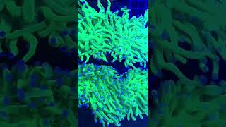 Euphyllia glabrescens Ultra toxic green [upl. by Filomena]