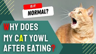 Why Does My Cat Yowl After Eating [upl. by Earazed186]