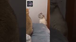 COMEDY ANIMAL FUNNY FEIGHT MOMENT youtubeshorts ytshorts animals cat animallover instagram [upl. by Pieter620]