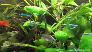 Neonsalmler und Blauer Perusalmler in meinem Aquarium mit Pflanzen [upl. by Ethelda]