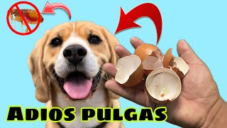 Como Eliminar PULGAS con CASCARAS DE HUEVO [upl. by Atinuahs]