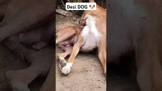 Desi funny Dog 🐶Dog love 😘animals love 😘💕dog 💕 [upl. by Sundin128]