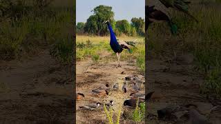 Beautiful peacock birds peacocking wildlife peacocks peacok peacockdance [upl. by Oralle]