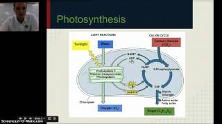 Photosynthesis amp Respiration [upl. by Ahseina]